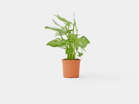 Monstera del touffe 3D Model