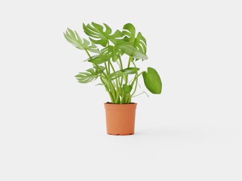 Monstera del touffe 3D Model