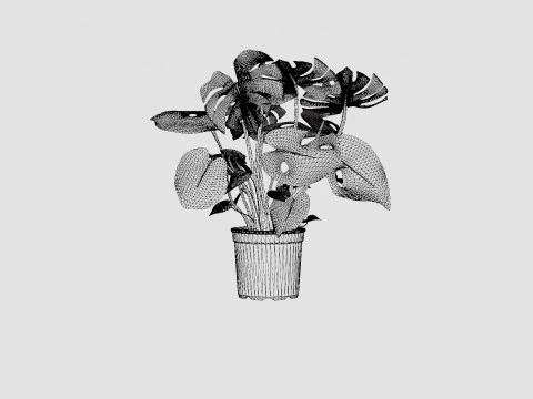 Monstera del touffe 3D Model
