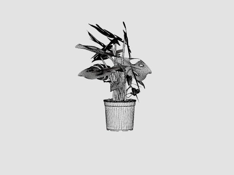 Monstera del touffe 3D Model