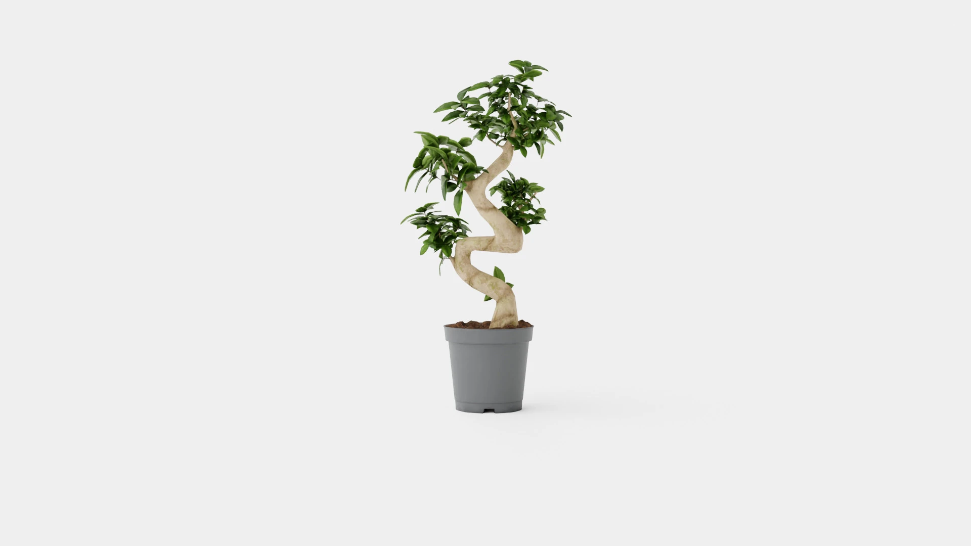 Ficus Microcarpa Ginseng S type 3D Model .c4d .max .obj .3ds .fbx .stl .blend 