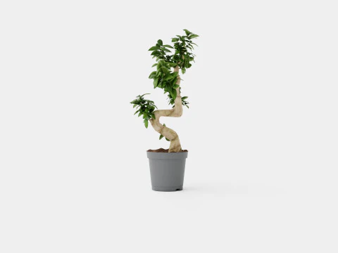 Ficus Microcarpa Ginseng S type 3D Model