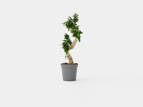 Ficus Microcarpa Ginseng S type Model 3D