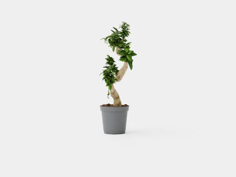Ficus Microcarpa Ginseng S type 3D Model