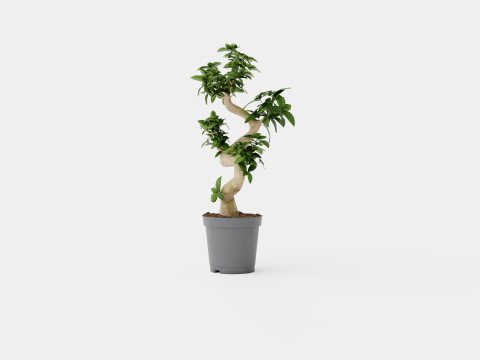 Ficus Microcarpa Ginseng S type Model 3D