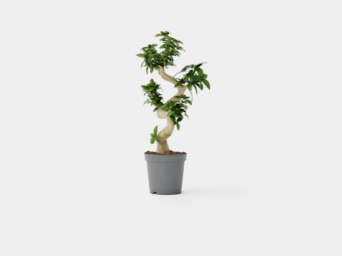 Ficus Microcarpa Ginseng S type 3D Model