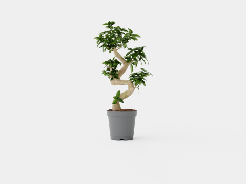 Ficus Microcarpa Ginseng S type Model 3D