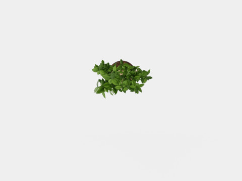 Ficus Microcarpa Ginseng S type Model 3D