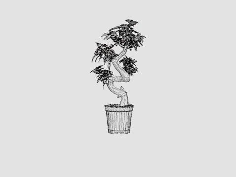 Ficus Microcarpa Ginseng S type 3D Model