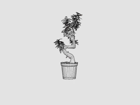 Ficus Microcarpa Ginseng S type 3D Model