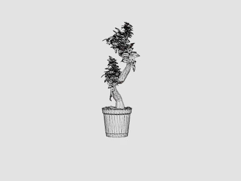 Ficus Microcarpa Ginseng S type 3D Model