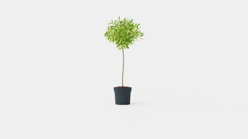 Olea europaea stem 3D Model .c4d .max .obj .3ds .fbx .stl .blend 