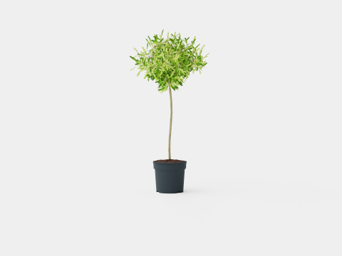 Olea europaea stem 3D Model