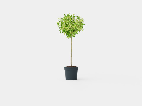 Olea europaea stem 3D Model