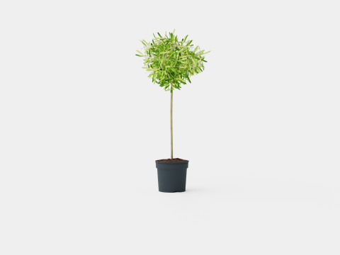 Olea europaea stem 3D Model