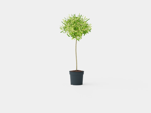 Olea europaea stem 3D Model
