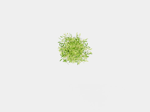 Olea europaea stem 3D Model