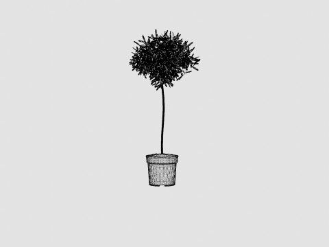 Olea europaea stem 3D Model