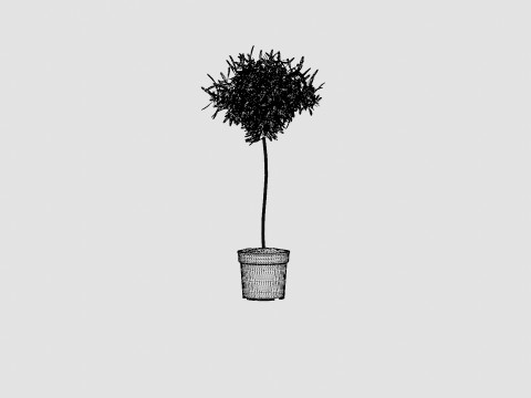 Olea europaea stem 3D Model