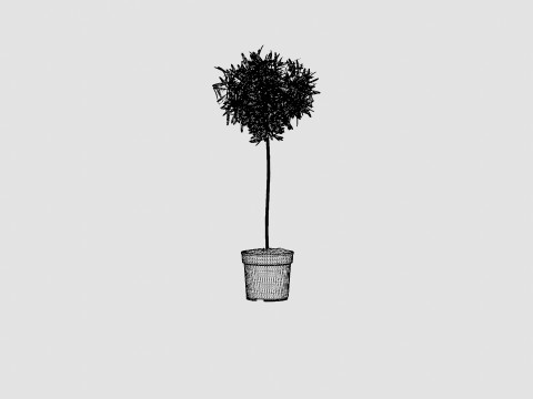 Olea europaea stem 3D Model