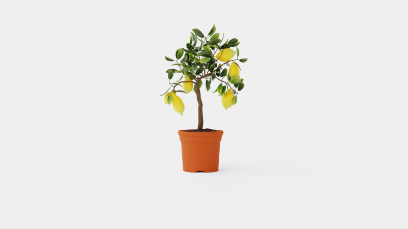 Citrus Lemon stem Modelo 3D .c4d .max .obj .3ds .fbx .stl .blend 