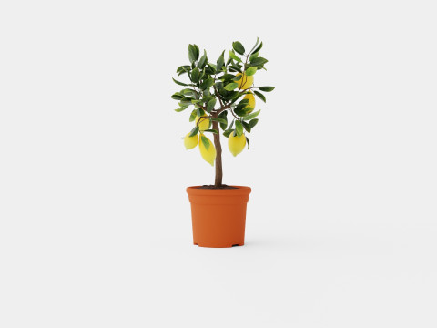 Citrus Lemon stem Modelo 3D