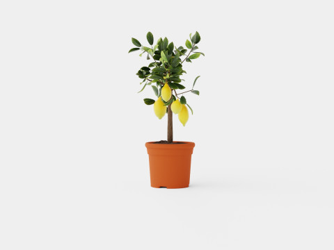 Citrus Lemon stem Modelo 3D