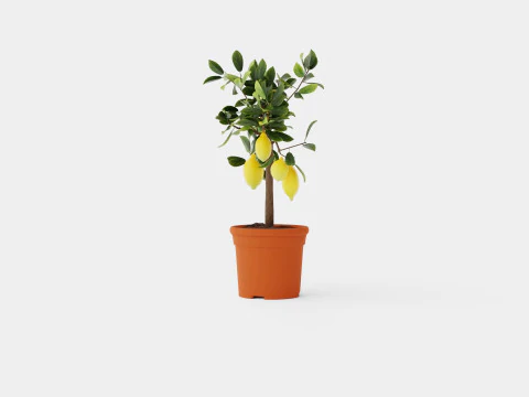 Citrus Lemon stem 3D Model