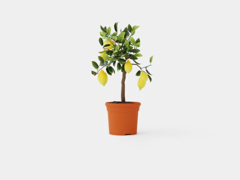 Citrus Lemon stem 3D Model