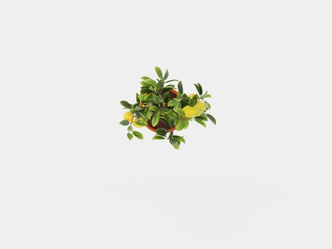 Citrus Lemon stem Modelo 3D