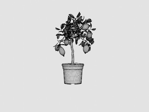 Citrus Lemon stem Modelo 3D