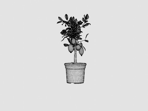 Citrus Lemon stem Modelo 3D