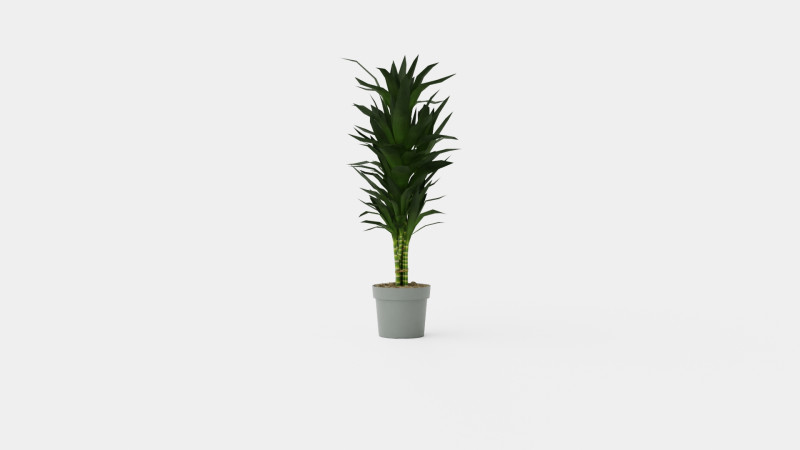 Dracaena Janet Lind 3D Модель .c4d .max .obj .3ds .fbx .stl .blend 