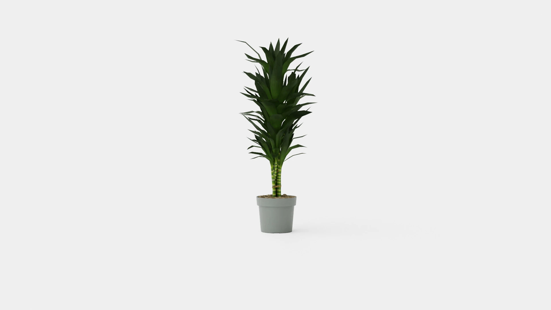 Dracaena Janet Lind 3D Model .c4d .max .obj .3ds .fbx .stl .blend