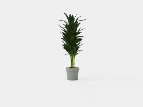 Dracaena Janet Lind 3D Модель