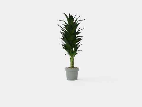 Dracaena Janet Lind 3D Model