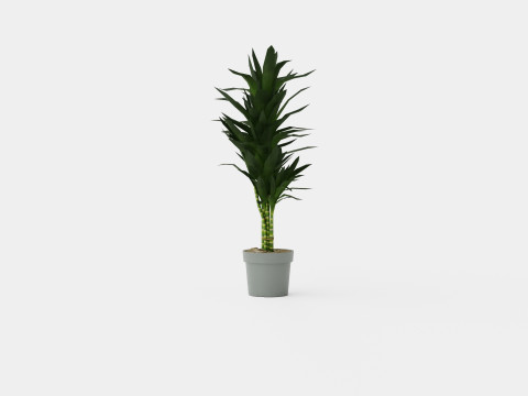 Dracaena Janet Lind 3D Модель