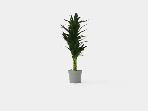 Dracaena Janet Lind 3D Model