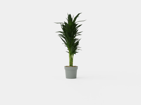 Dracaena Janet Lind 3D Модель