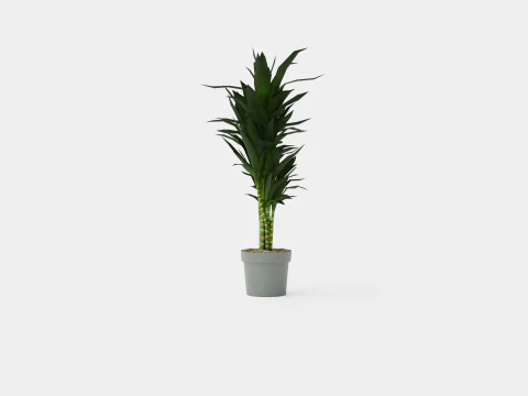 Dracaena Janet Lind 3D Model