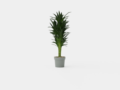 Dracaena Janet Lind 3D Модель
