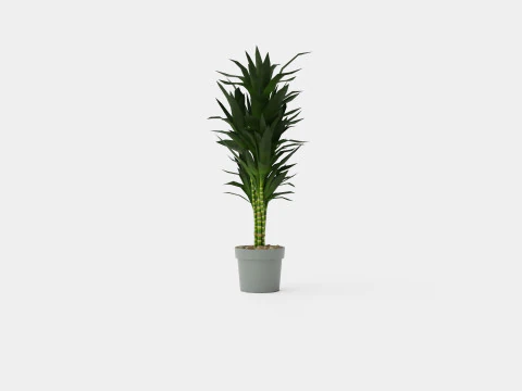 Dracaena Janet Lind 3D Model