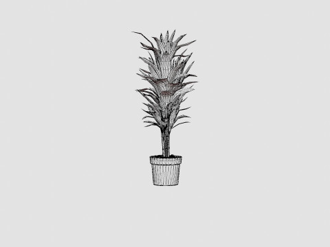 Dracaena Janet Lind 3D Модель