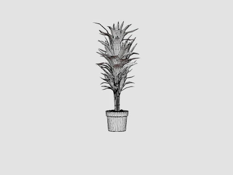 Dracaena Janet Lind 3D Model
