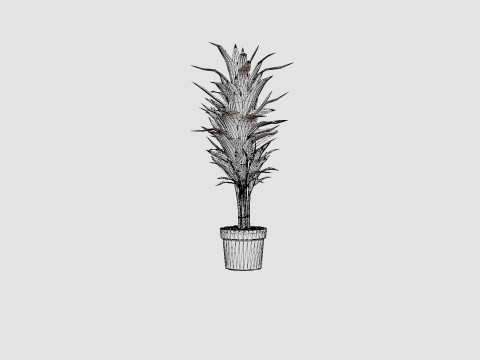 Dracaena Janet Lind 3D Модель