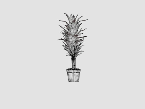 Dracaena Janet Lind 3D Model