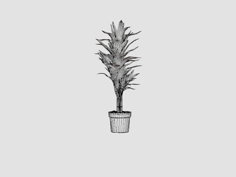 Dracaena Janet Lind 3D Model
