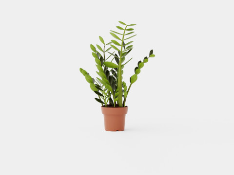 Zamioculcas zamiifolia 3D Model