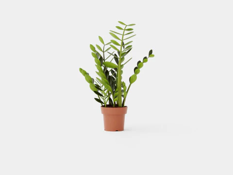 Zamioculcas zamiifolia 3D Model