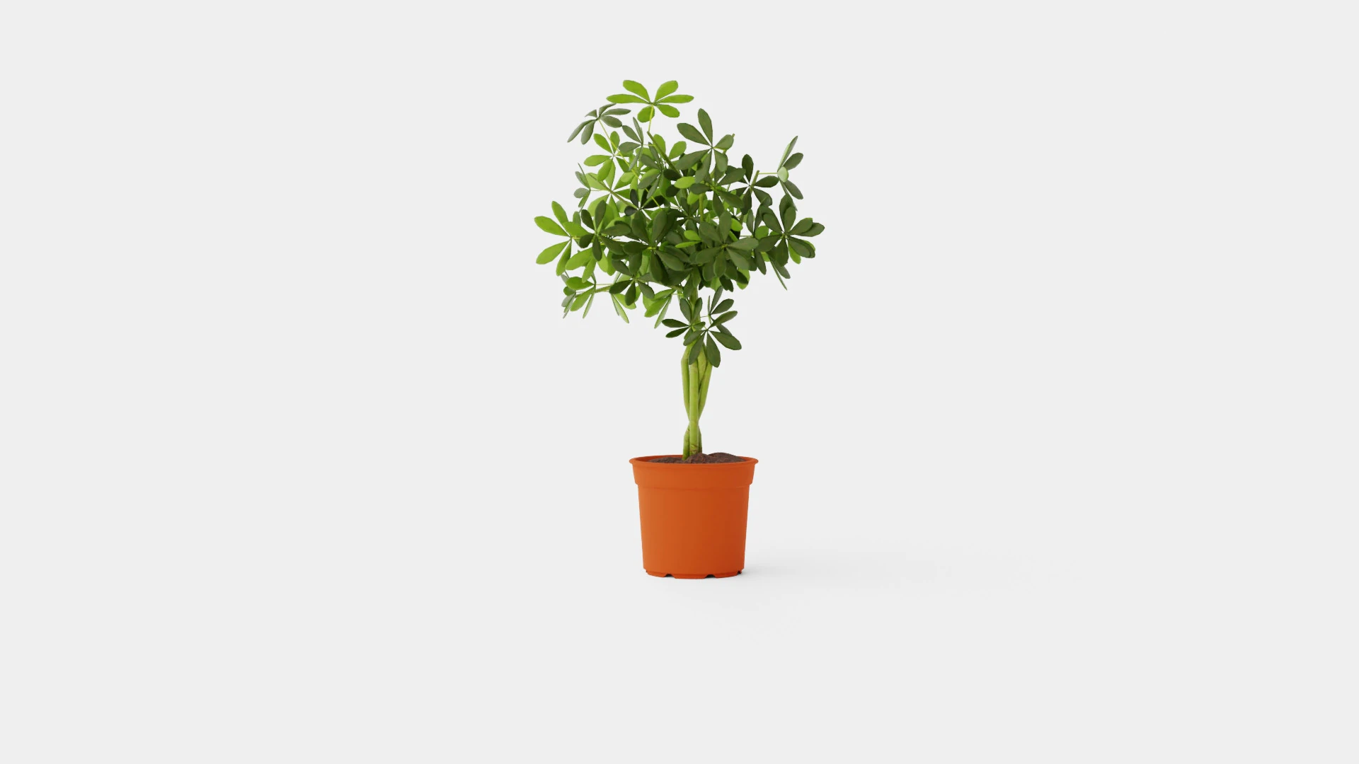 Schefflera compacta braided stem 3D Model .c4d .max .obj .3ds .fbx .stl .blend 